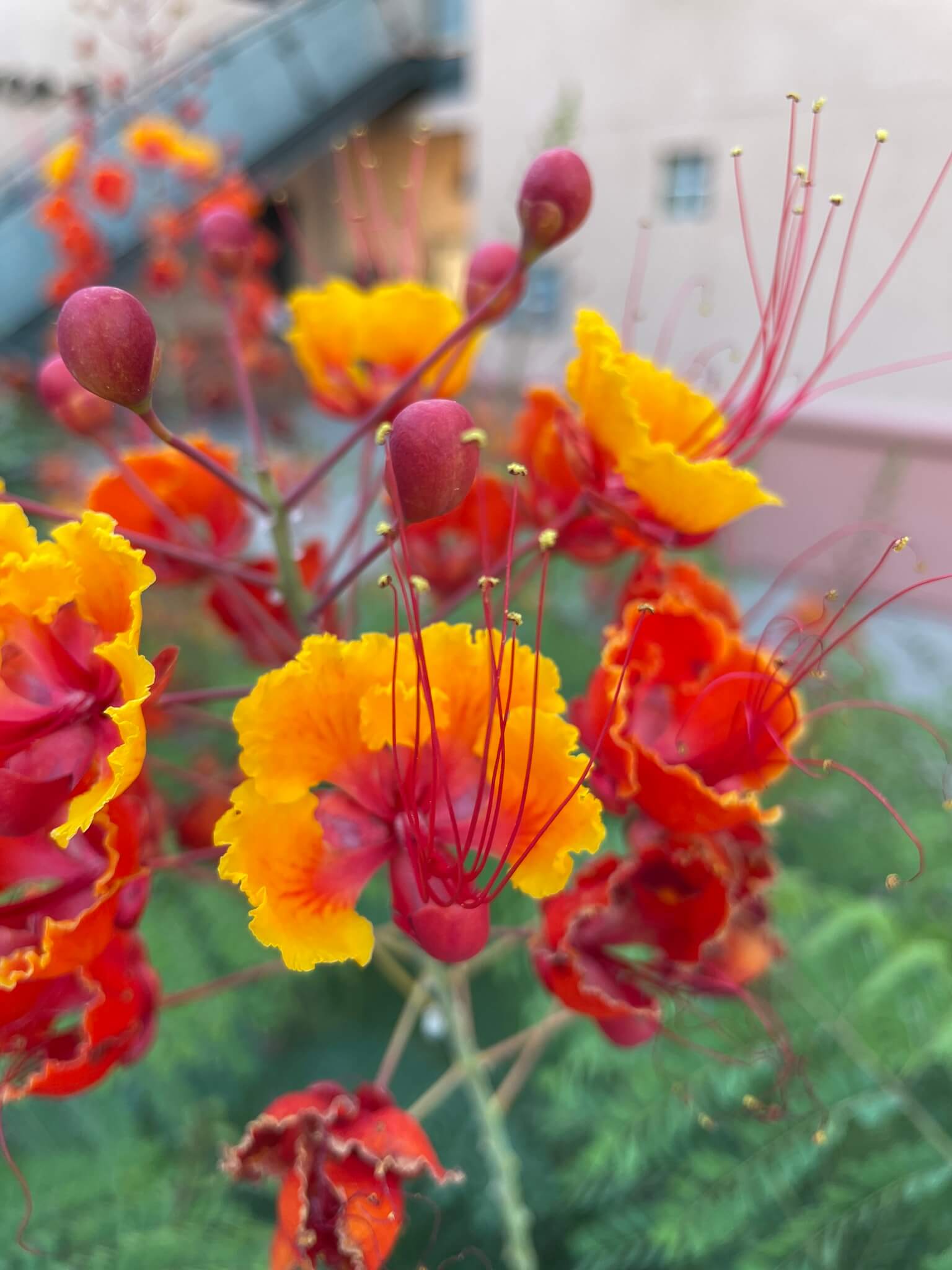 Caesalpinia pulcherrima